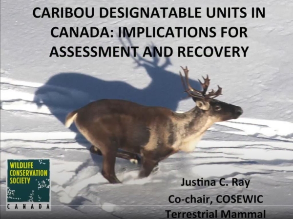 carib desig ray preview_0.JPG