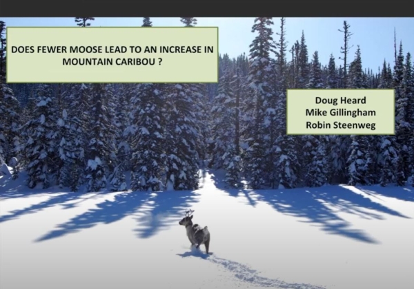 carib moose prev.JPG