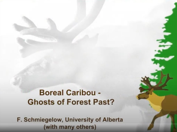 caribghost schmie preview.JPG