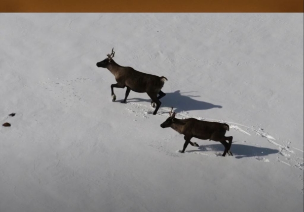 caribou consglobe preview.JPG