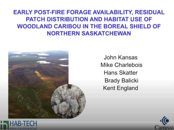 post-fire carib prev.JPG