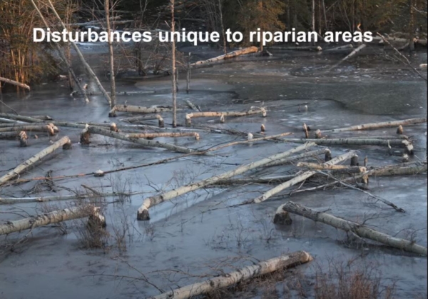 ripwater disturbance.JPG