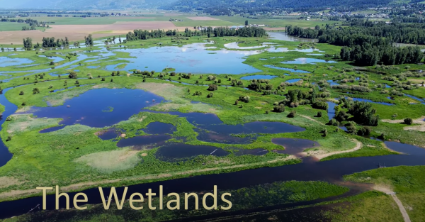The Wetlands