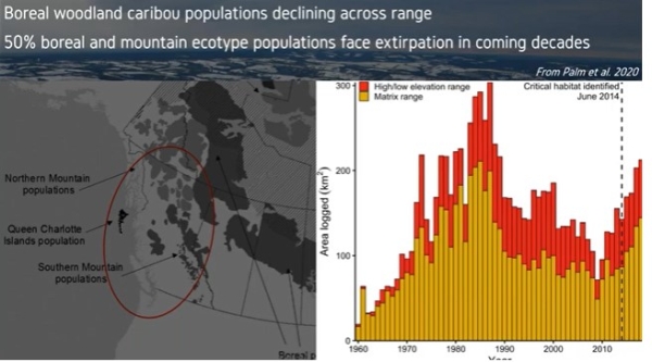 Boreal caribou decline