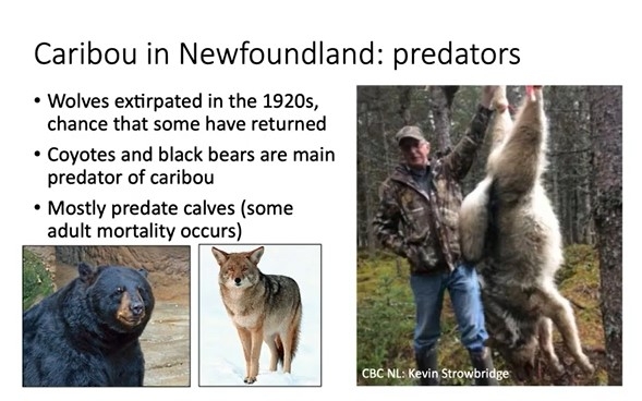 Caribou predators in NFLD