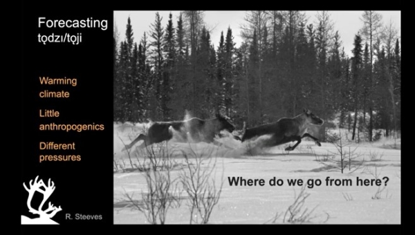 Climate change and caribou habitat