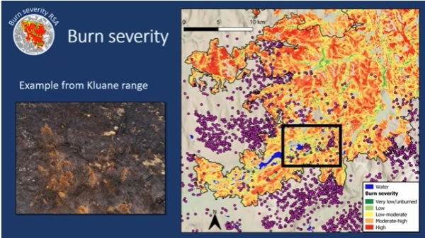 Kluane fire severity