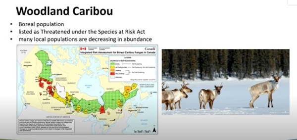 Linear restoration for caribou
