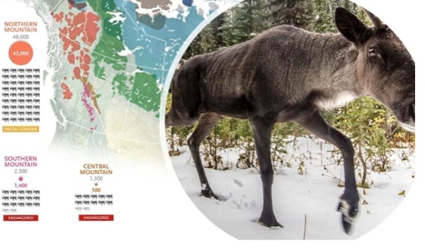 Mountain caribou numbers