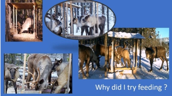 Supplemental feeding of caribou