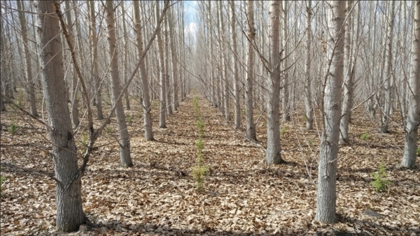 Afforestation plantation