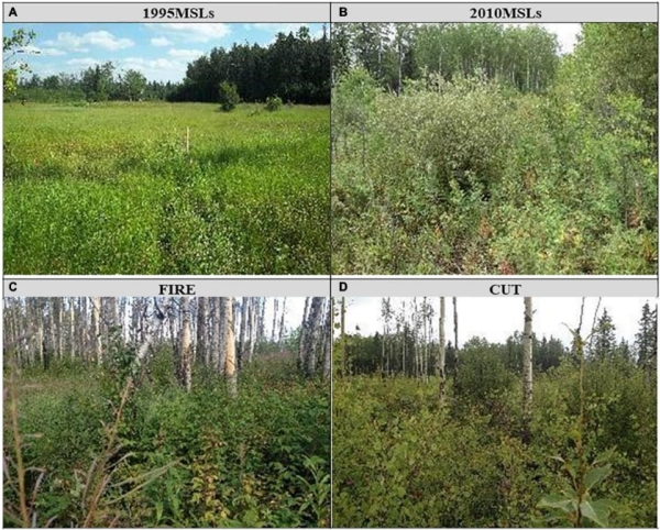 Wellsite recovery compared to harvest and fire sites