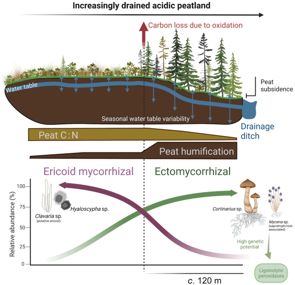 Peat loss collocates with a threshold in plant–mycorrhizal associations in drained peatlands encroached by trees