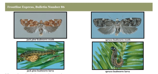 The jack pine budworm and spruce budworm moth