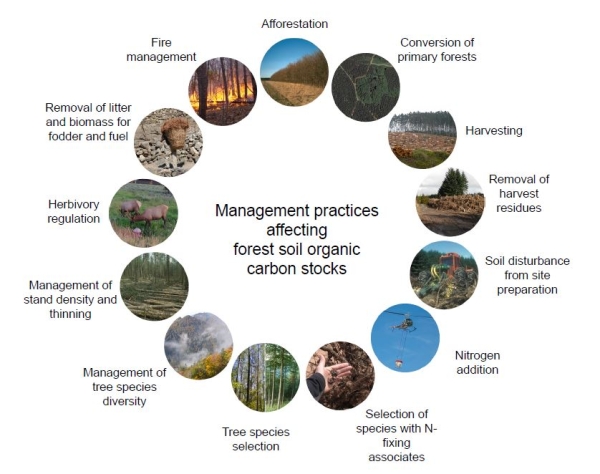 Overview of forest management practices addressed in paper