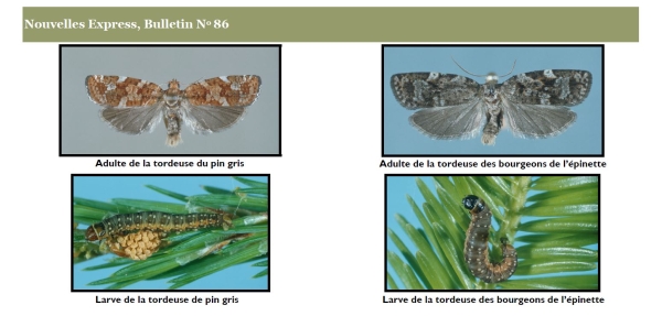 The jack pine budworm and spruce budworm moth