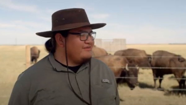Blood Tribe Buffalo Restoration Project