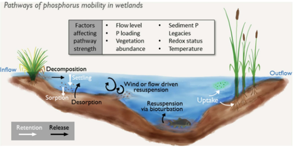 Phosphorous cycling