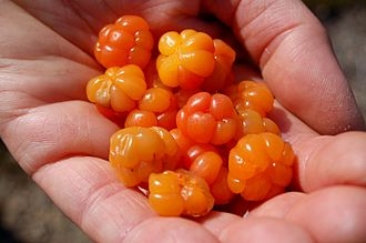 cloudberry
