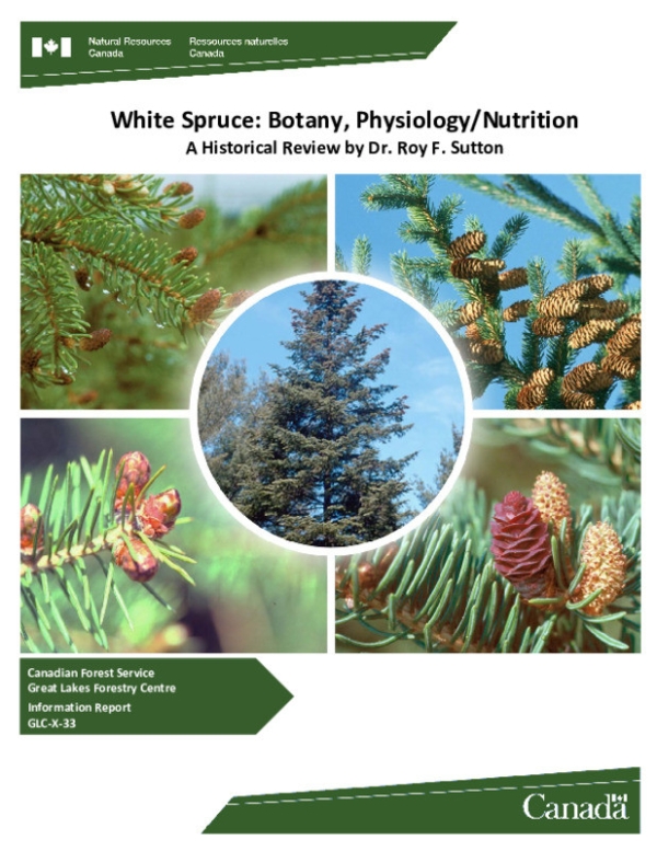 White spruce