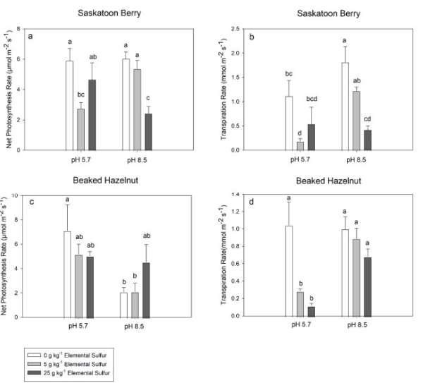 Sulphur effects on net photosynthesis