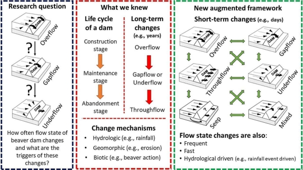 Beaver dam flow states diagram