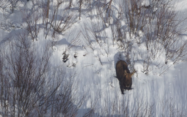 Moose Habitat and Population