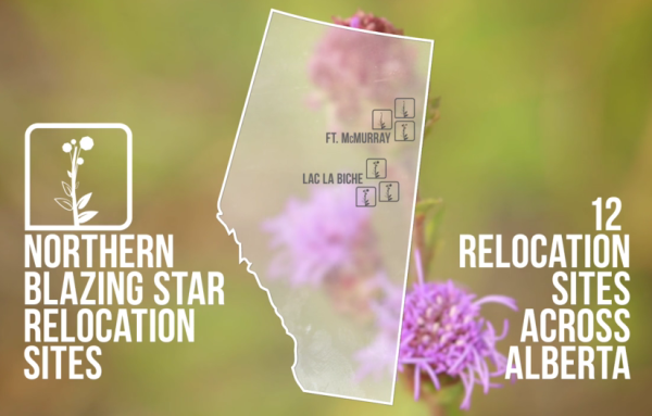 Northern blazing star relocation trial