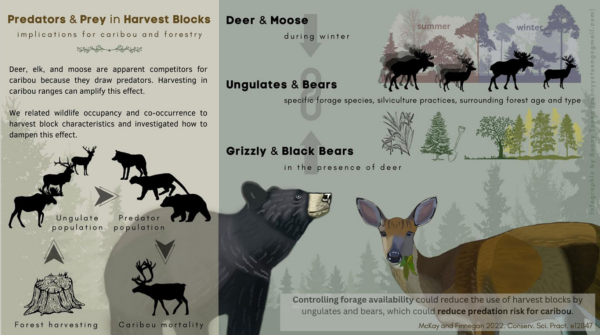 Predators and Prey in Harvest Blocks - Implications for Caribou and Forestry