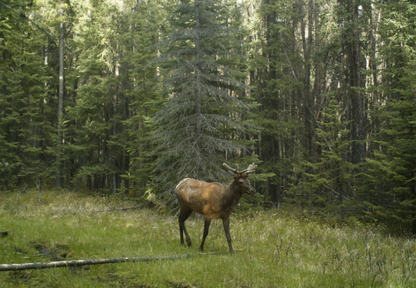 Investigating Biophysical Characteristics Related to Wildlife Use of Linear Features
