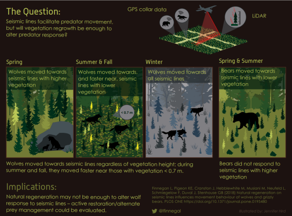 Movement of predators influenced by seismic lines infographic