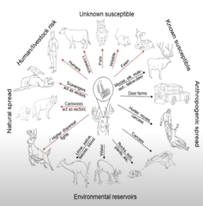 CWD environmental reservoirs