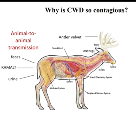 CWD