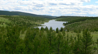 Coal mine reforestation