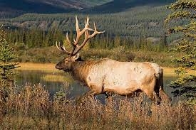 Elk
