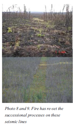 Fire effect on seismic line restoration