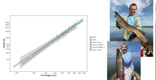 Fish fork length to weight
