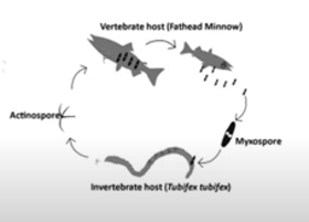 Myxozoan lifecycle