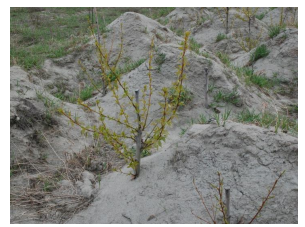 Rough and loose prepared site