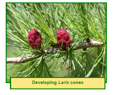 Native plant fact sheet info