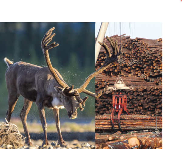 Realizing a future with sustainable economies and healthy caribou populations