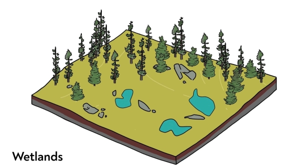 Peatlands and Carbon video series screenshot