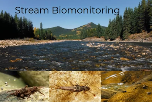 What about the bugs webinar