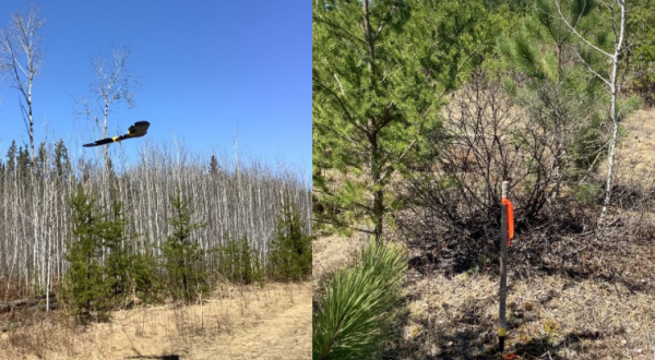 forest renewal assessment manual