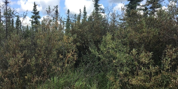 Oil site Reclamation Vegetation