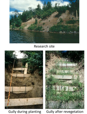 Bioengineering for slope stabilization