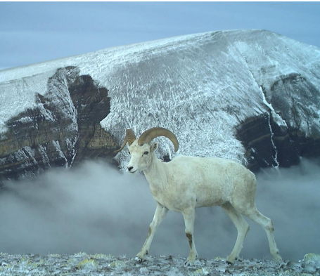 Dall's sheep
