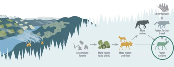 Habitat alteration and caribou decline