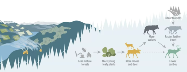 White tailed deer density impacts to caribou