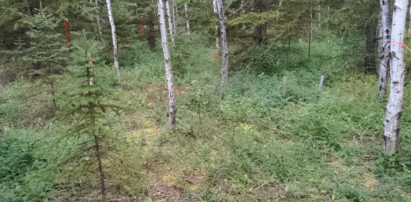 30-year old reclaimed mixedwood site